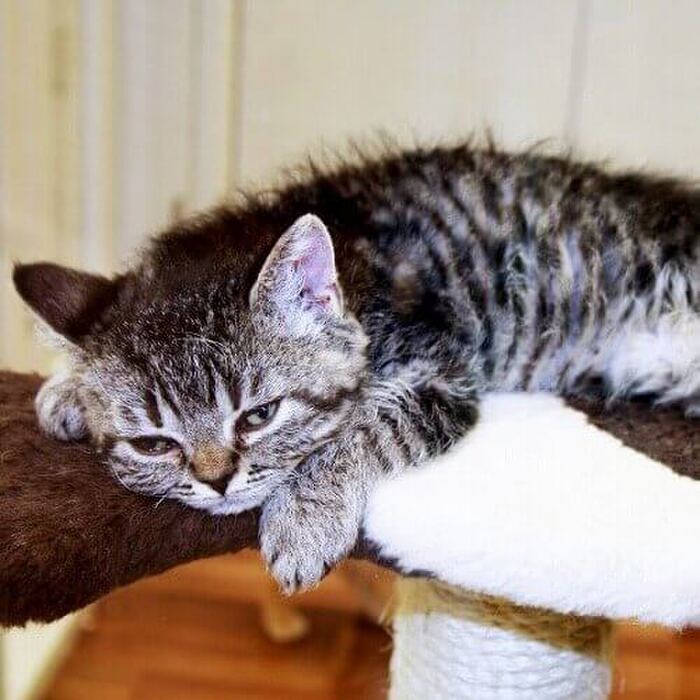 【ペットの土日病】そのストレス、アナタが原因かも?