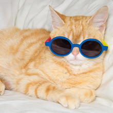 【猫のストレス】年始年末は要注意!猫のストレスの記事のまとめ5選