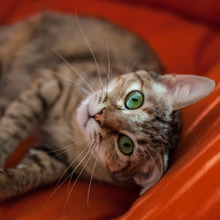 初めてのご対面♪知らない猫に初対面でモテモテになる方法