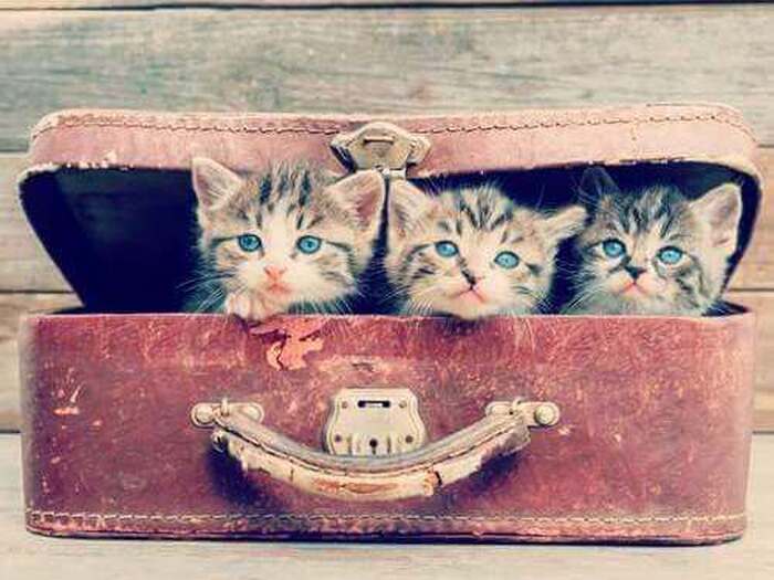 帰省、旅行、病院、移動による猫のストレスを軽減方法