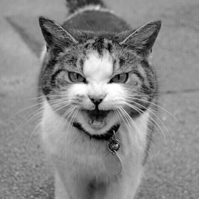 ☆室内飼いの猫がストレスを感じる2つの原因