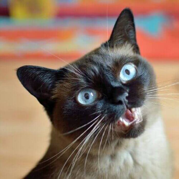 こんなことしたら要注意!猫の2つのストレスサイン