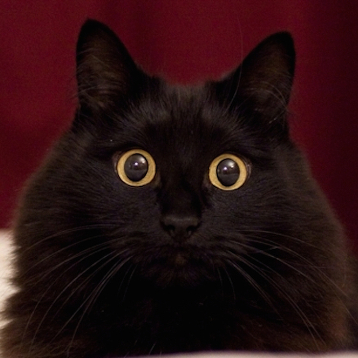 ☆アイドルペットベストランキング4位「しおちゃん」