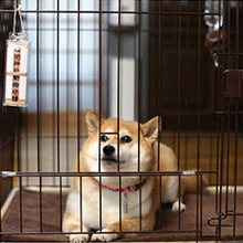 ペットにも厄年がある!ペットの厄払いをしてもらえる神社のまとめ