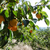 みかんのように見えるこの果物。これ、実は○○なんです