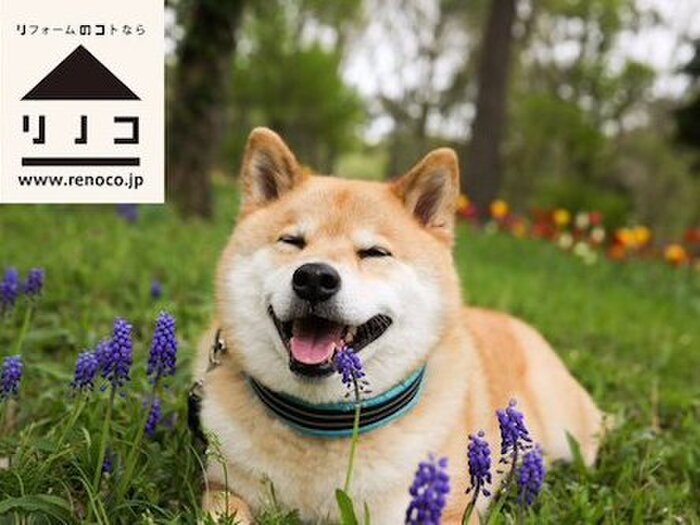 ☆アイドルペットベストランキング1位「まる」