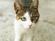 特集 ステキなアイデアを暮らしニスタ編集部でまとめさせて頂きました。