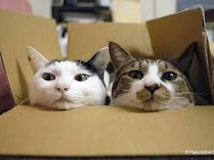 ☆アイドルペットベストランキング3位とらとまる