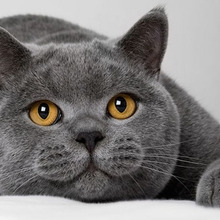 マツコ・デラックスに激似?ブリティッシュ・ショートヘアの魅力とは