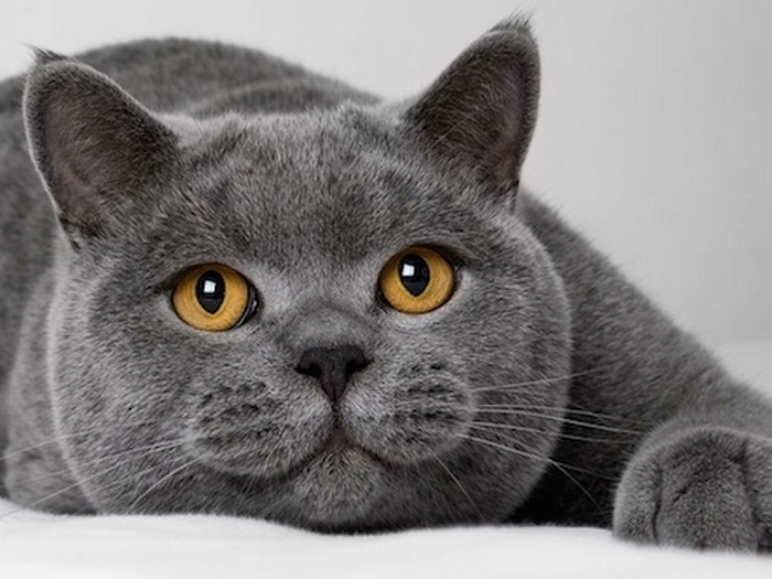 マツコ・デラックスに激似?ブリティッシュ・ショートヘアの魅力とは