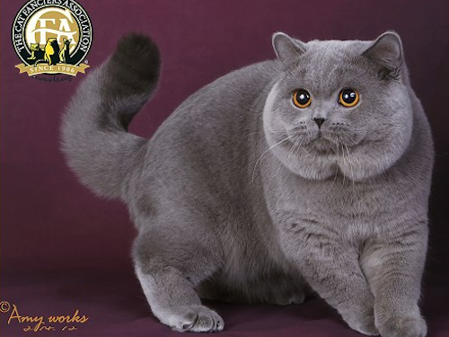 ☆ブリティッシュ・ショートヘアの性格は?