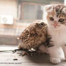 『フクロウの飼育』猫とも相性バッチリ?今大人気フクロウの飼い方とは