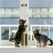 年末大掃除のポイント、窓掃除のアイデア紹介します