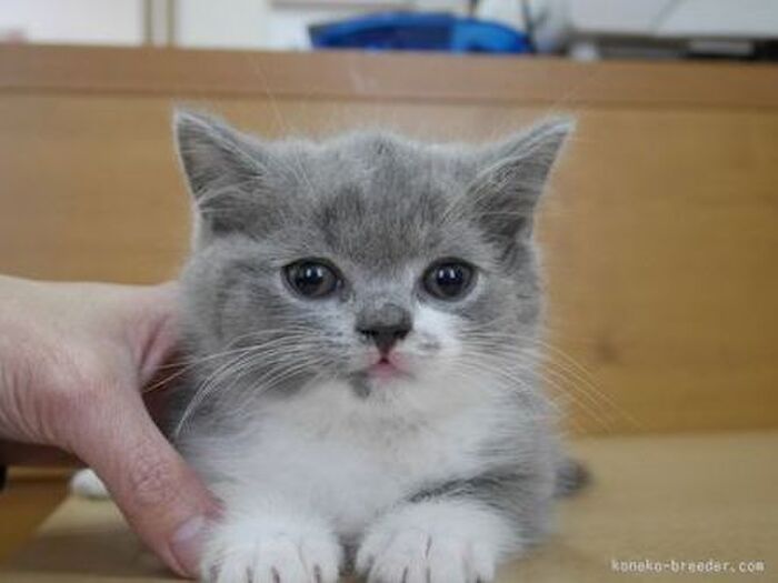 ☆ブリティッシュ・ショートヘアの飼い方、値段は?