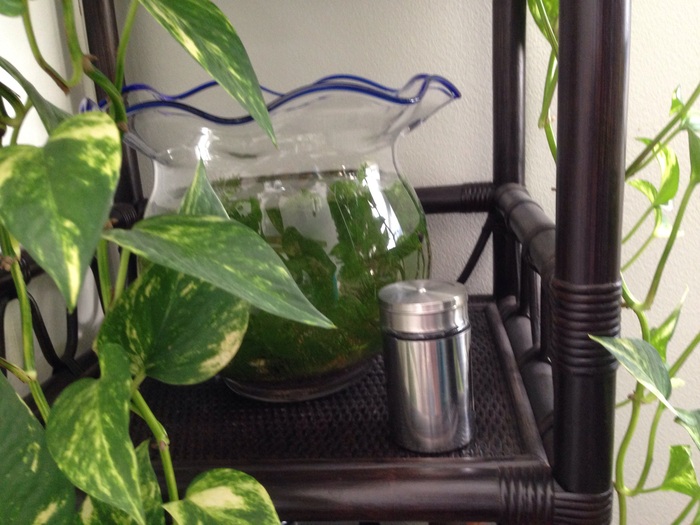 ペットの餌にも100均が大活躍!