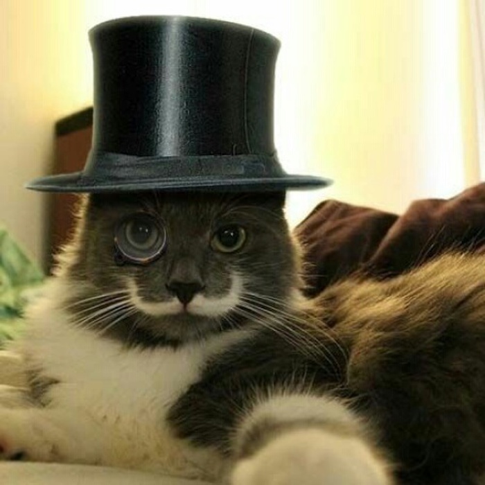 どんな名前が今人気なの?2015年猫の名前ランキング♪各社の1位は?