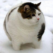 うちの猫って肥満?!猫の体重を正しく知ろう♪