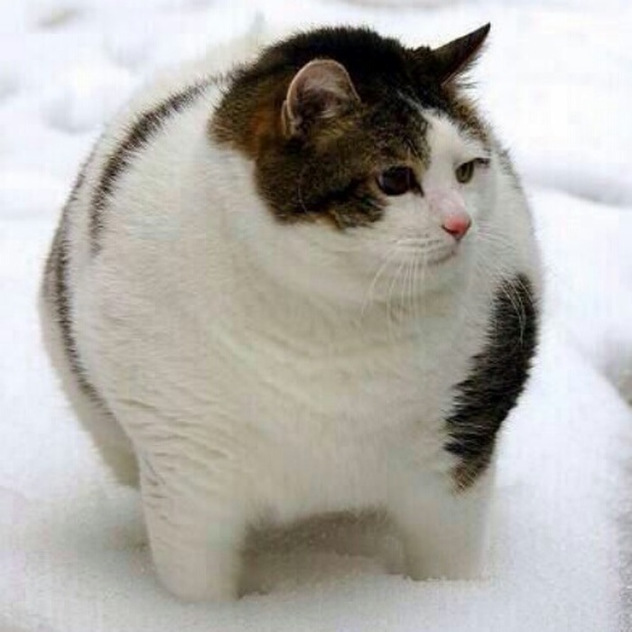 うちの猫って肥満?!猫の体重を正しく知ろう♪