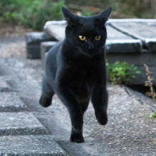 トイレダッシュ!猫が『トイレ後』に走り回る2つの理由