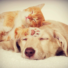 【ジェモセラピー】植物の力でペットを癒すフランスの自然療法とは