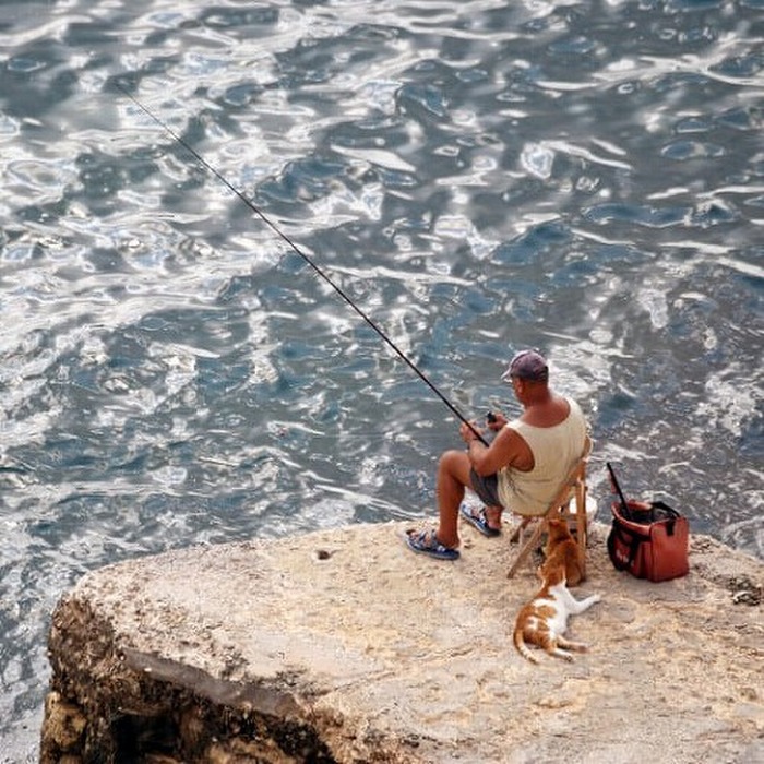 猫だけど泳ぐの大好き!という水濡れOKの猫種5選☆