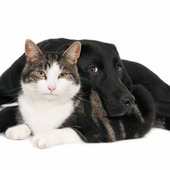 今なら無料!ペットの迷子札「PET-IDタグ」をゲットしよう♪