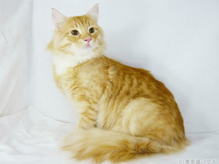 ☆ノルウェージャンフォレストキャット