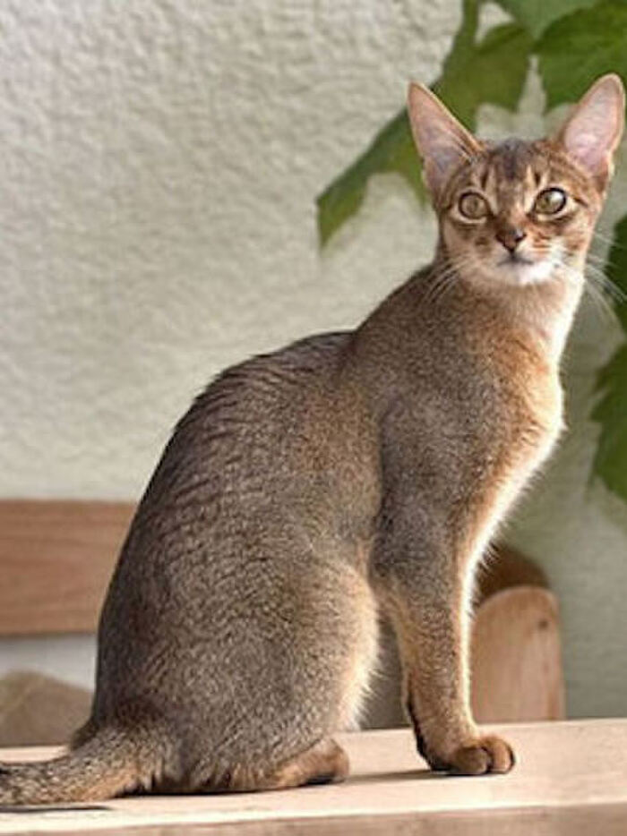 ☆アビシニアン