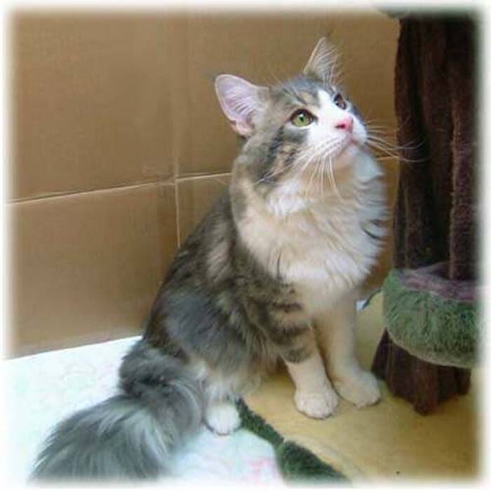 ☆メインクーン