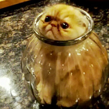 何でそこに入ったの?!変なところに入りたがる猫達の画像5選