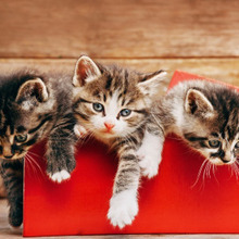 猫が飼いたい初心者必見!飼いやすいオススメの猫って?~品種編~