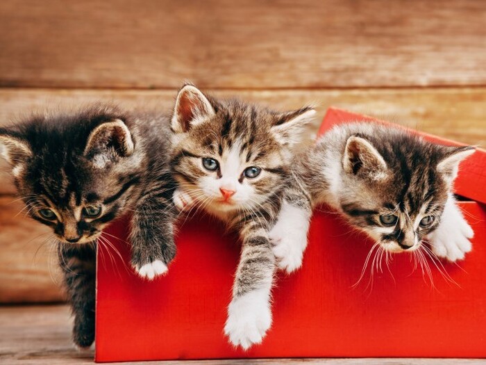 猫が飼いたい初心者必見!飼いやすいオススメの猫って?~品種編~
