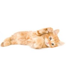 猫が飼いたい初心者必見!飼いやすいオススメの猫って?~性別編~