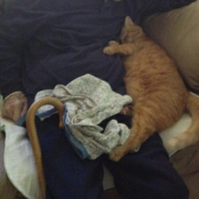 猫もボケる!猫の痴呆症を徹底解明します!