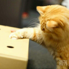 超簡単!話題の猫のもぐらたたきを手作りしよう♪