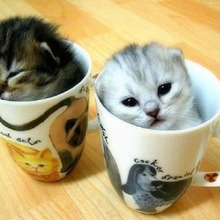 ペット用の服、ベッド、カイロ…誰でも簡単に作れる方法はコチラ!