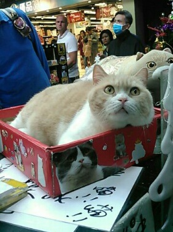 ◆香港の猫店長って?