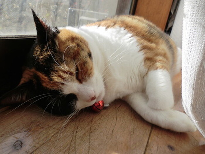 ドライフードとウェットフードの違いは?