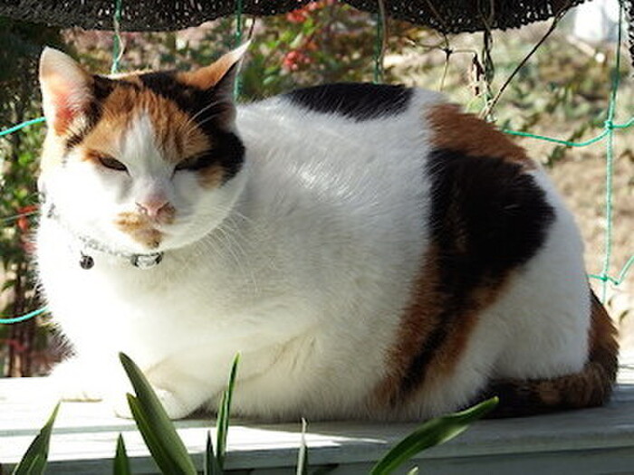 食事のバランスチェックをしてみよう
