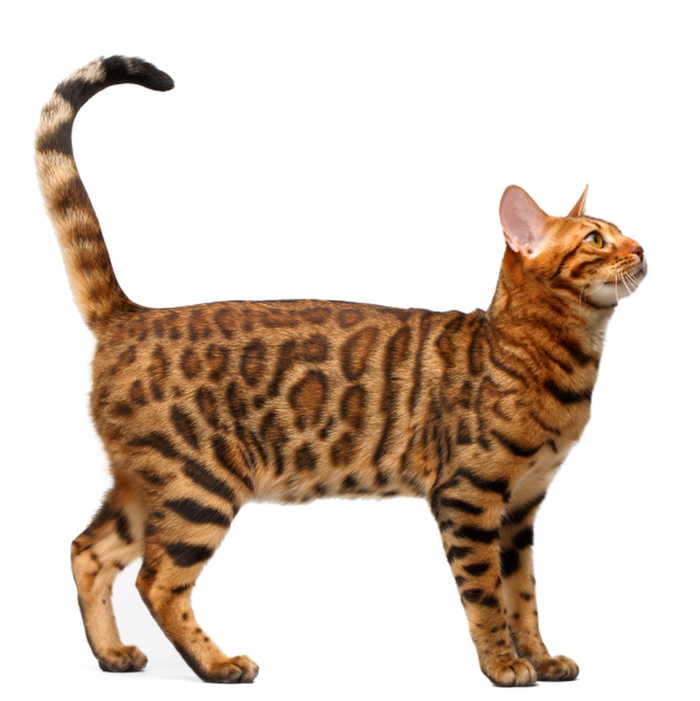 猫のお腹の不思議 お腹のたるみの原因は肥満?