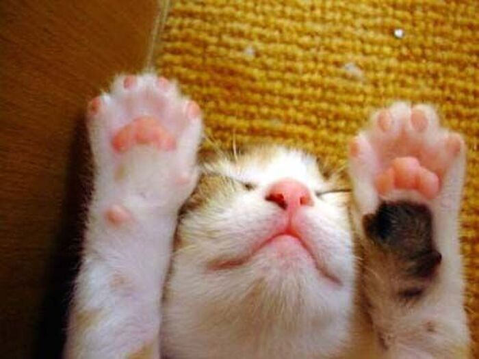 肉球は顔のお手入れにも役に立つ