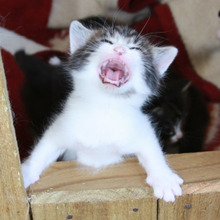 あなたの家は大丈夫?猫ライフを快適にするための5つのポイントとは