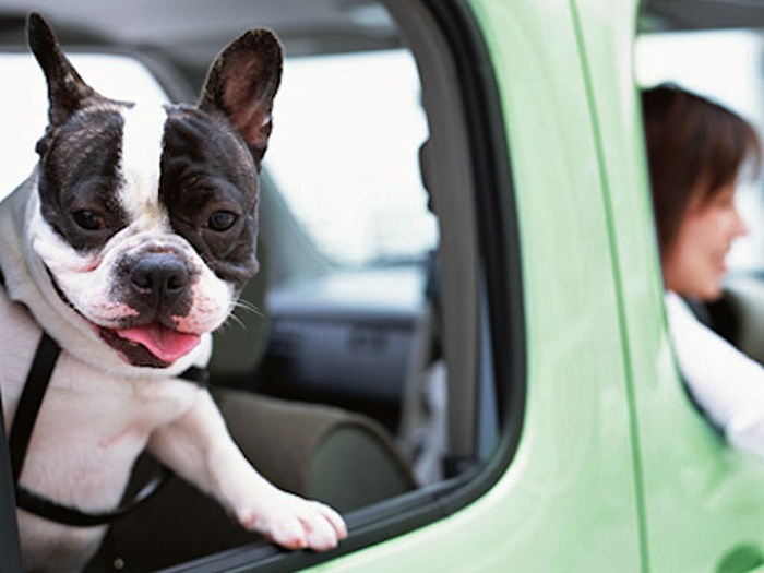 出掛ける時はペットも一緒に連れて行く40%