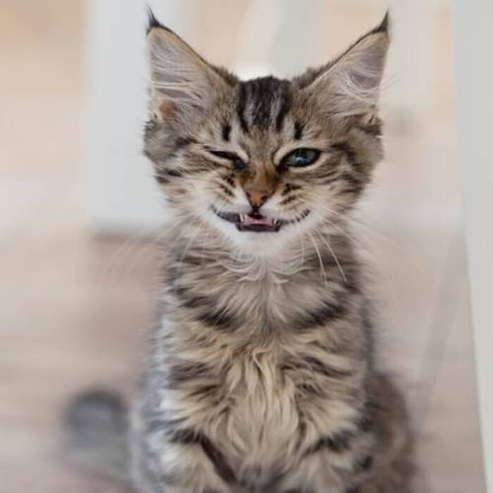 【看板猫ランキング2015】