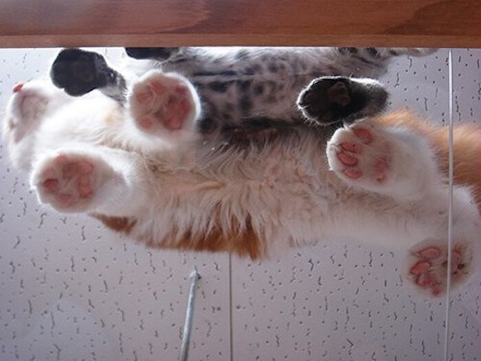 肉球は体温を調節する