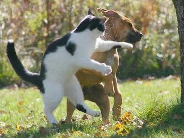 猫に噛まれる夢