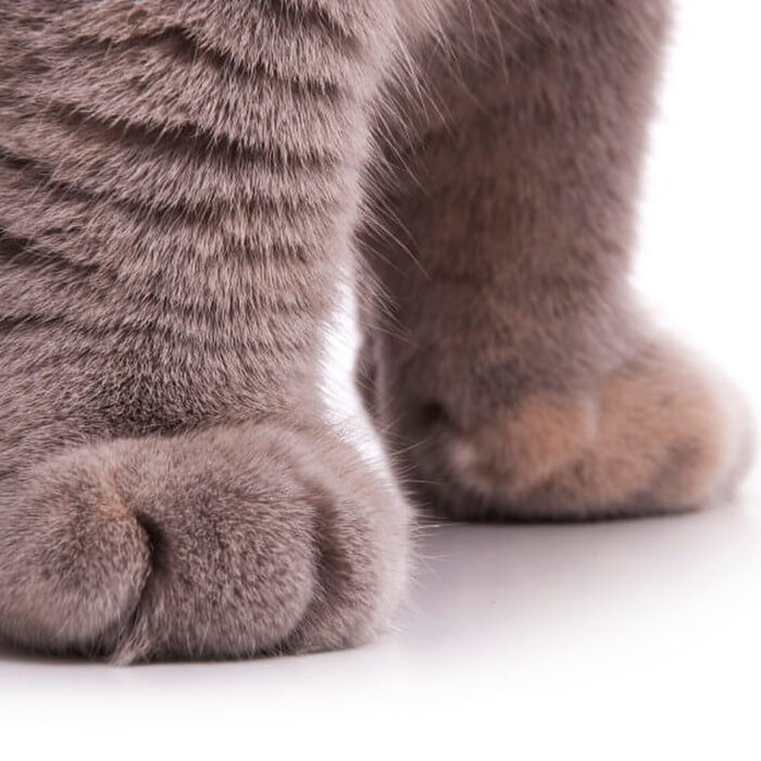 可愛いだけじゃなかった!猫の肉球に隠された秘密とは?