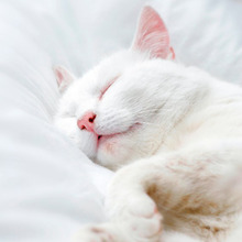 猫は連れてく?置いて行く?猫が喜ぶホテルの記事のまとめ5選