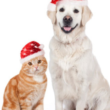 飼い主あるある…「新年を迎える場所は○○になりそう」が77.4%に納得