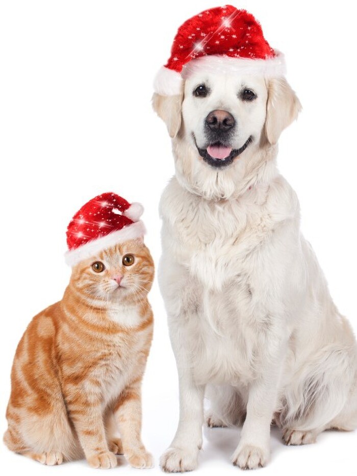 飼い主あるある…「新年を迎える場所は○○になりそう」が77.4%に納得